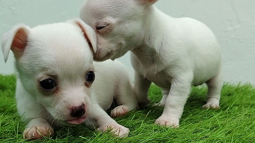 venta de cachorros y perros de raza chihuahua cabeza de manzana miniatura uncachorros shop 14